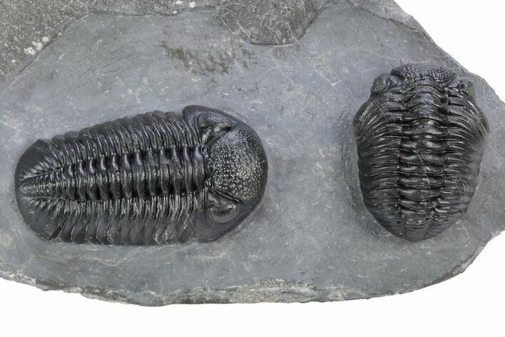 Pair Of Very Nice Pedinopariops Trilobites - Mrakib, Morocco #341082